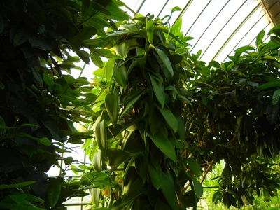 Vanille dans le jardin d'hiver