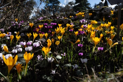Crocus de différentes couleurs